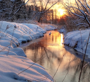 Forest River. winter sunset